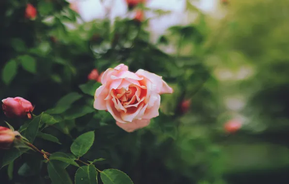 Flower, rose, Bush