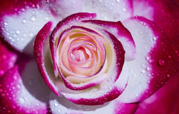 Picture drops, macro, roses, petals, motley