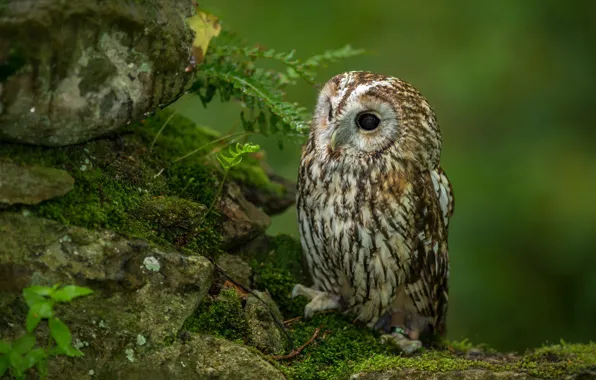 Picture forest, nature, owl
