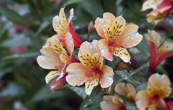 Drops, flowers, Alstroemeria