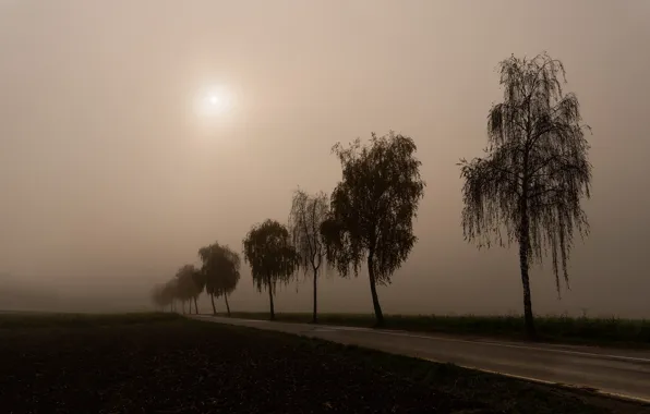 Road, fog, morning, silhouette, birch