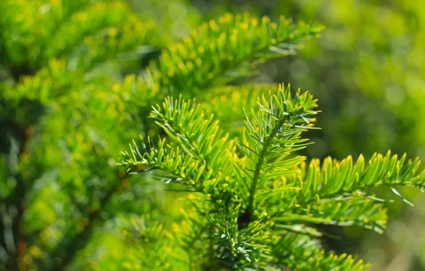 Green, pine, twig, conifer