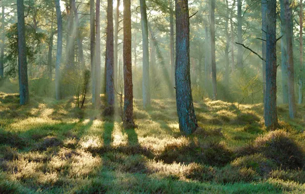 Forest, spring, morning, the sun's rays