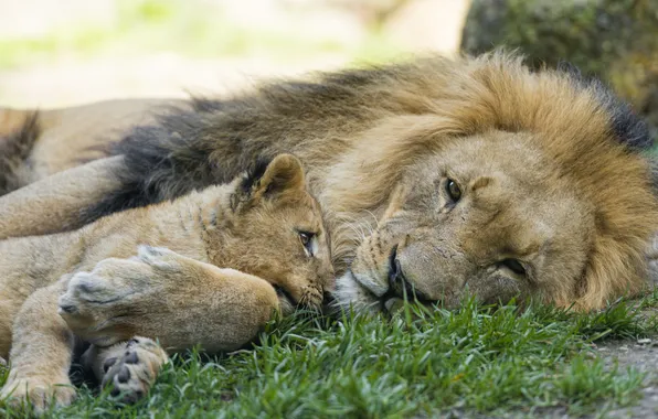 Cat, grass, stay, Leo, cub, kitty, lion, ©Tambako The Jaguar