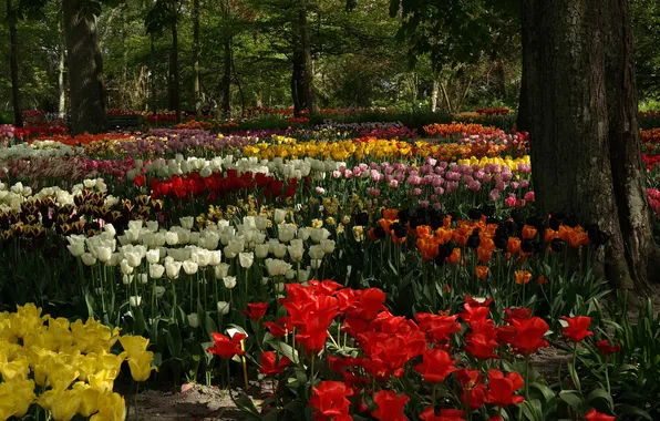 Trees, flowers, Park, tulips, flowerbed