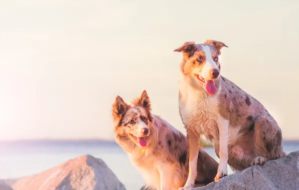 Dogs, background, friends