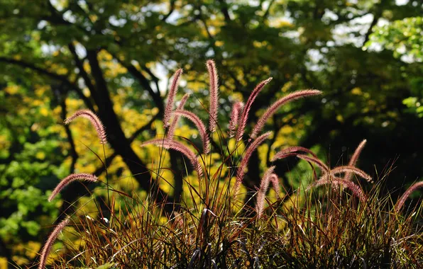 Forest, summer, grass, sunset, stems, spikelets, ears, grass