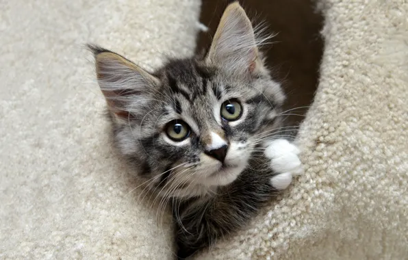Picture cat, kitty, grey, portrait, muzzle, cute, fur, house