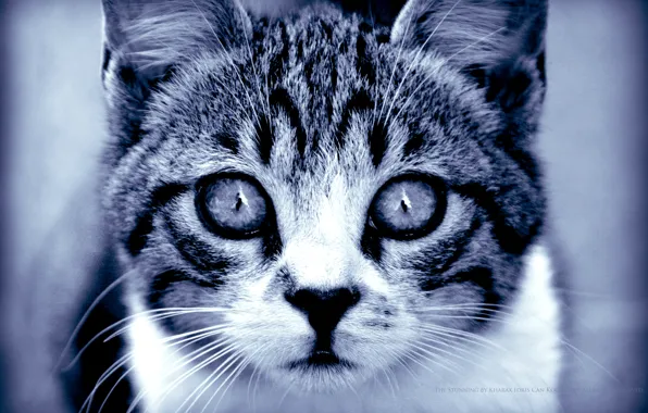 Eyes, look, predator, Cat