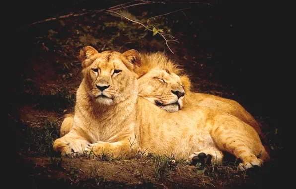 Animals, wildlife, Lions, big cat