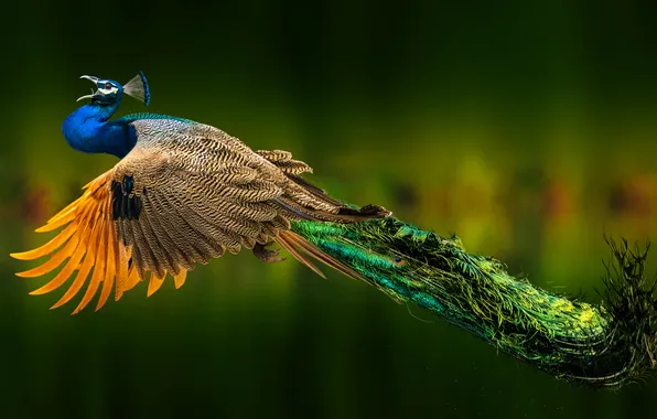 Bird, feathers, peacock, fangs