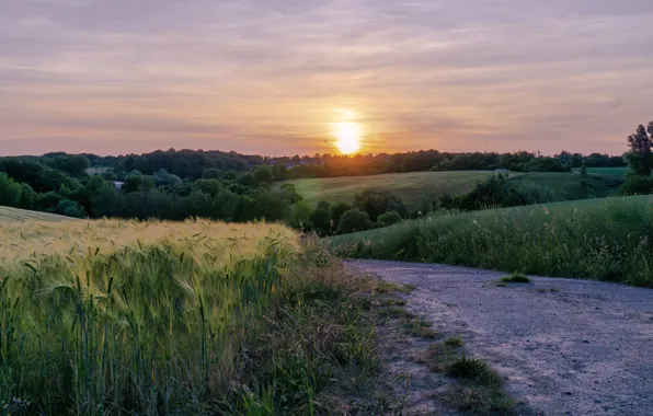 Road, field, forest, the sky, grass, the sun, clouds, light