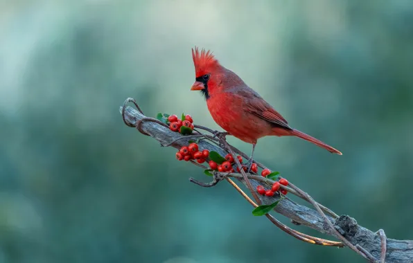 Berries, bird, branch, fruit, red, green background, Rowan, bitches
