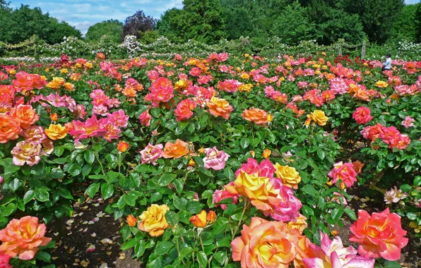 Picture leaves, nature, Park, England, roses, garden, flowering, Regents Park Queens Garden