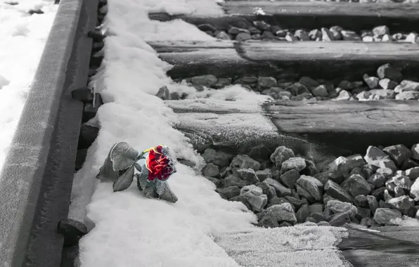 Flower, snow, rose, railroad