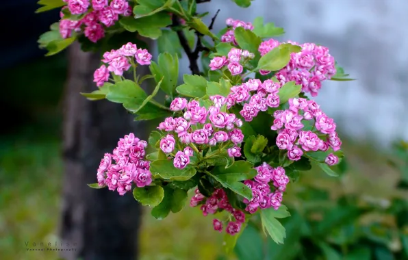 Pink flowers, blurred background, hawthorn, flowering branch