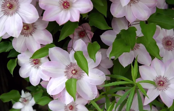 Picture flowers, freshness, foliage, tenderness, petals, stamens, clematis