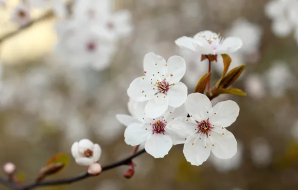 Picture macro, flowers, branches, cherry, background, spring, white, flowering