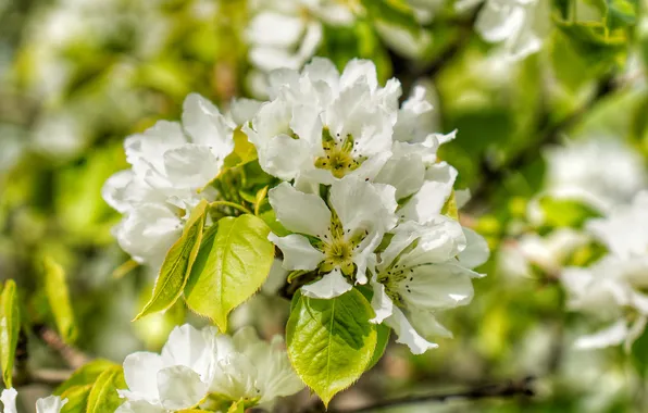 White, flowers, green, Spring, Apple