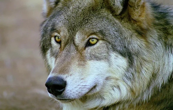 Picture eyes, look, face, Wolf