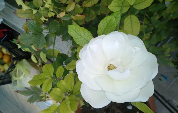 Rose, Rose, White rose, White rose