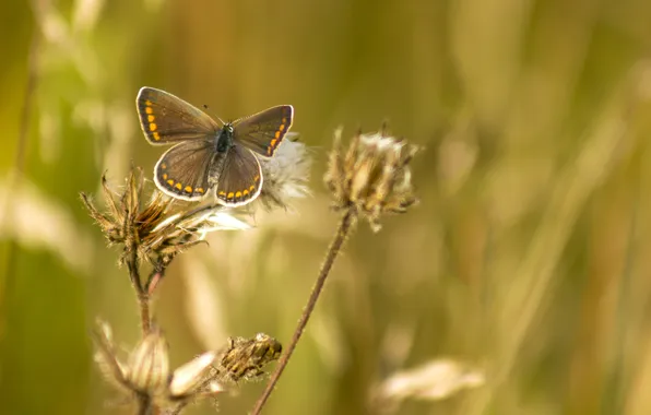 Picture summer, grass, macro, nature, background, Wallpaper, butterfly, wings