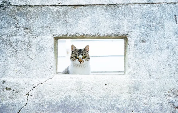 Picture cat, look, wall, Koshak, Tomcat