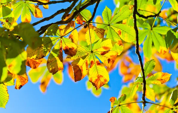 The sky, light, branches, tree, foliage, Autumn
