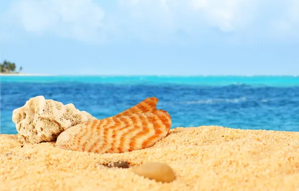 Picture sand, sea, beach, shell, beach, sea, sand, shells
