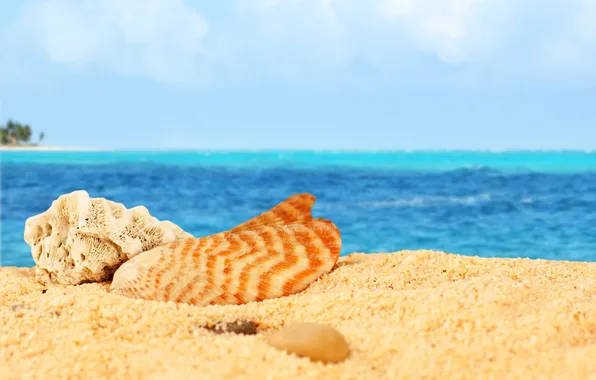 Sand, sea, beach, shell, beach, sea, sand, shells