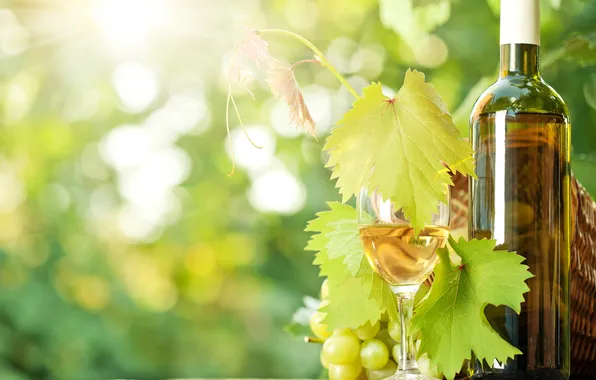 Wine, glass, bottle, grapes, the sun's rays