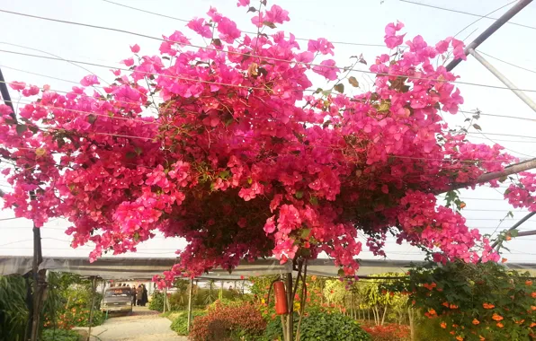 Flower, pink, iran, chadegan