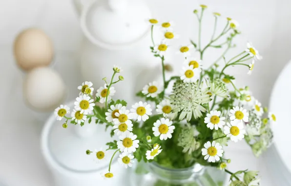 Picture white, leaves, flowers, chamomile, plants