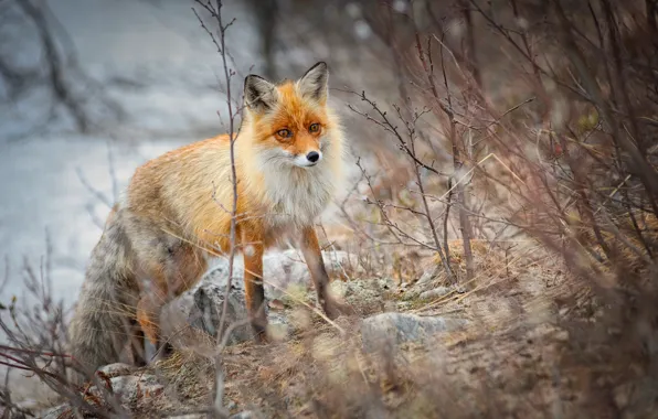 Picture branches, nature, stones, animal, Fox, Fox, Elena Ermolina