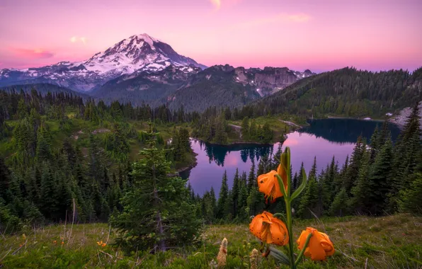 Picture forest, flowers, mountains, lake