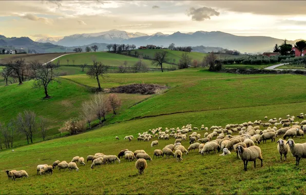 Picture the sky, grass, trees, mountains, house, hills, field, sheep