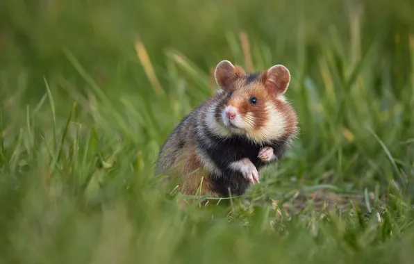 Greens, grass, look, pose, glade, legs, hamster, muzzle