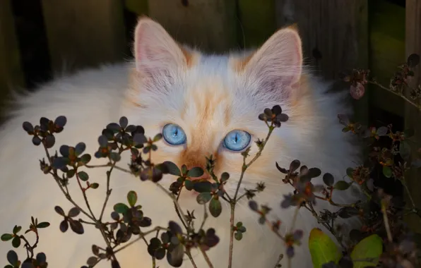 Cat, cat, look, leaves, kitty, Board, the fence, portrait
