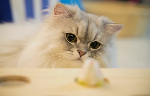 Cat, cat, look, table, food, white, fluffy, light