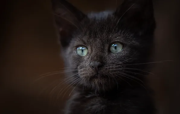 Picture look, background, black, portrait, muzzle, kitty