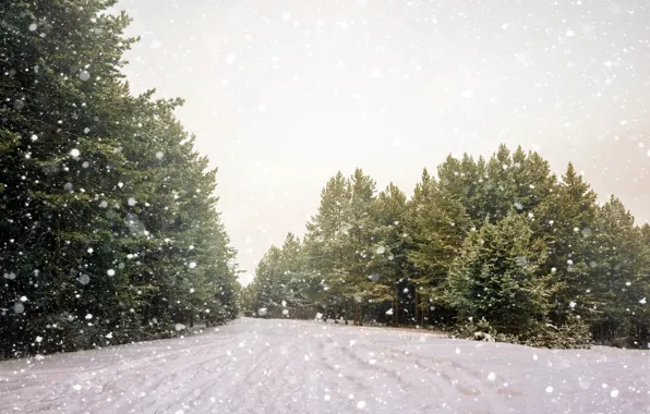 Winter, road, forest, snow, trees, snowflakes