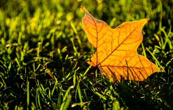 Picture greens, grass, leaves, macro, yellow, background, widescreen, Wallpaper