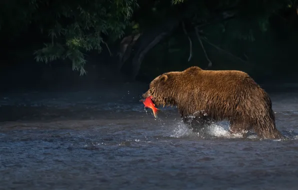 Fishing, fish, bear, pond, mining