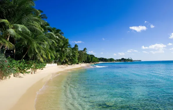 Picture sand, sea, palm trees