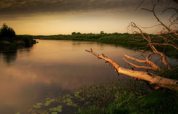 The sky, Lake, Branch, Clouds