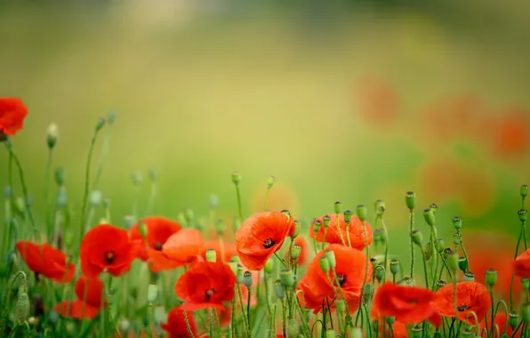 Field, flowers, nature, Maki, spring, petals