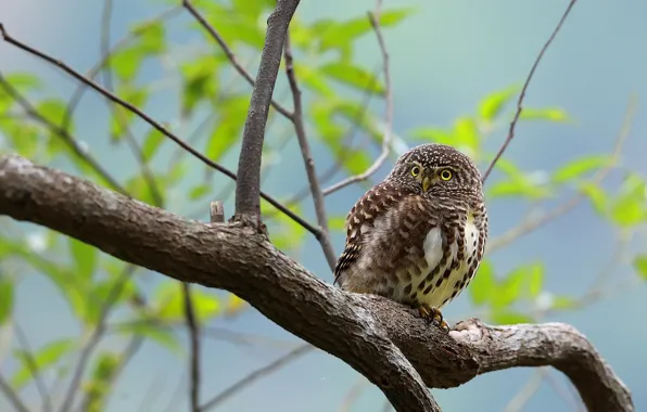 The sky, eyes, owl, bird, branch, beak