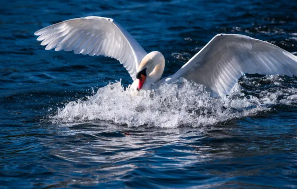 Picture water, squirt, bird, wings, swans, the rise, pond, stroke