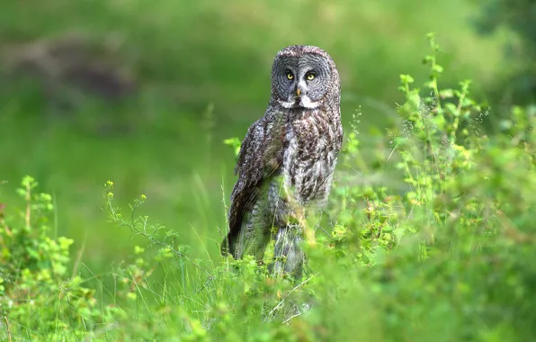 Picture greens, summer, grass, look, nature, grey, owl, bird