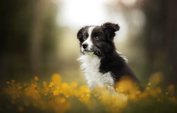 Picture flowers, dog, puppy, bokeh